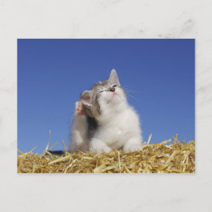 Carte Postale Kitten assis sur la paille, rayures, gros plan