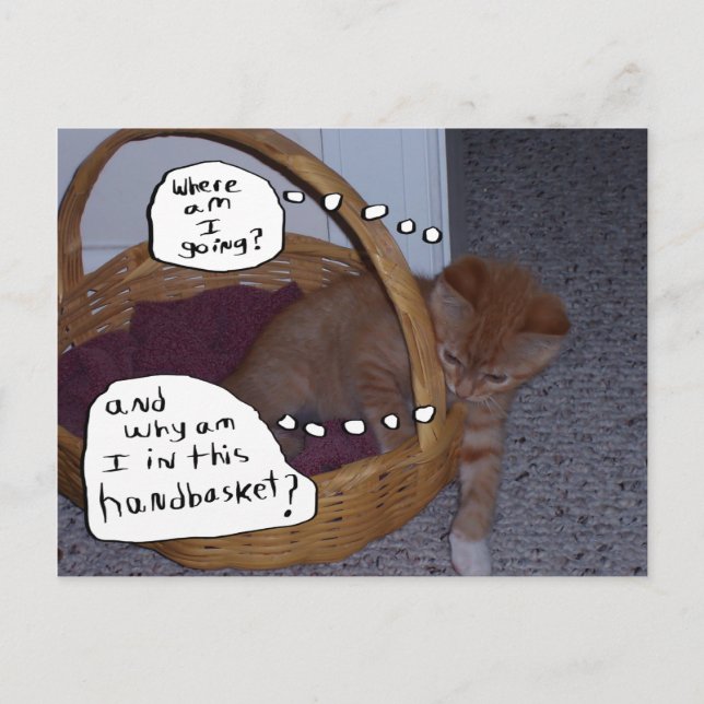 Carte Postale Kitten dans un panier (Devant)