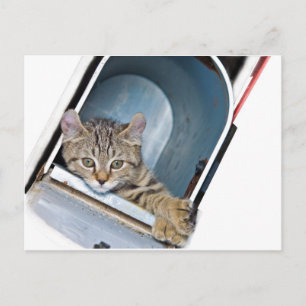 Carte Postale Kitten dans une boîte aux lettres