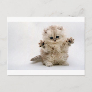 Carte Postale Kitten de serres libres