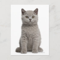 Kitten de Shorthair britannique (10 semaines) 2