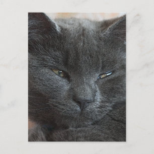 Carte Postale Kitten détendu