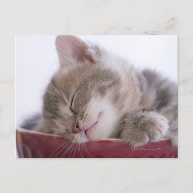 Carte Postale Kitten Dormir dans le Bowl 2 (Devant)
