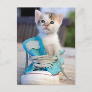 Carte Postale Kitten En Chaussure