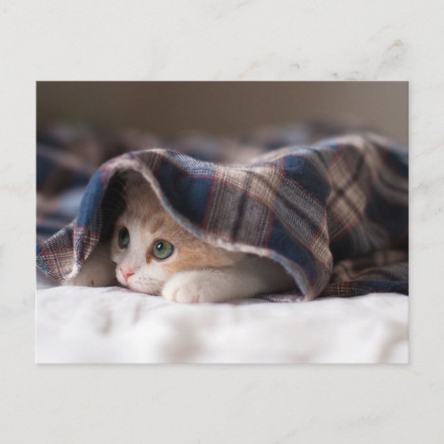Carte Postale Kitten endormi (Devant)