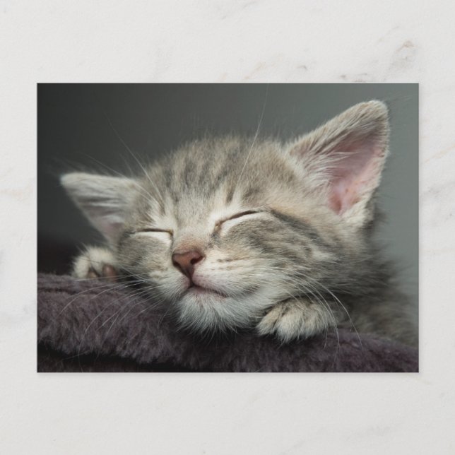 Carte Postale Kitten endormi (Devant)