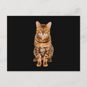 Carte Postale Kitten Extraordinaire du Bengale