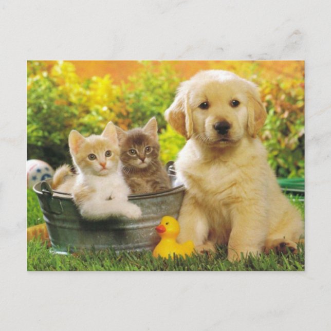 Carte Postale Kitten & Golden Retriever Chien Chien Chien Blanc  (Devant)