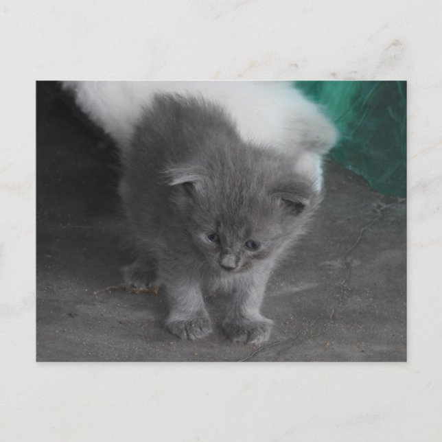 Carte Postale Kitten gris (Devant)