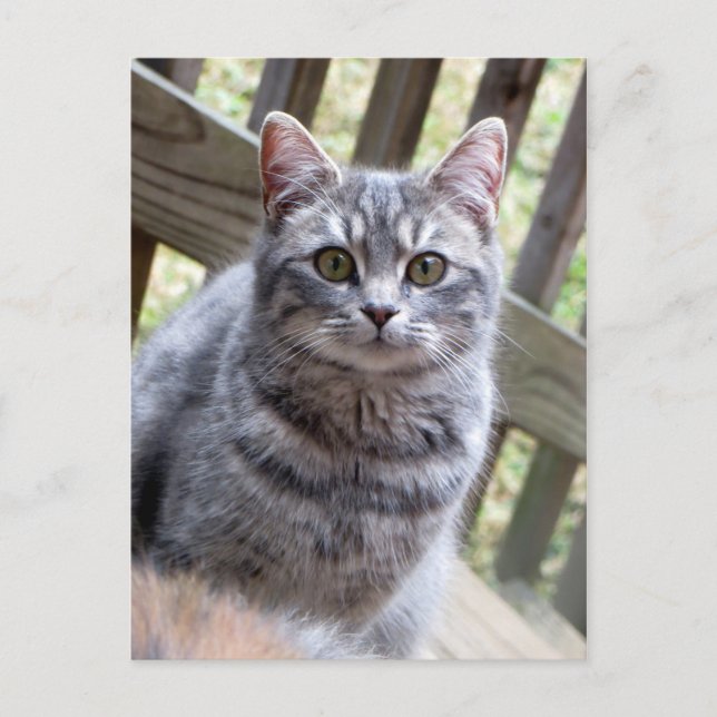 Carte Postale Kitten gris (Devant)