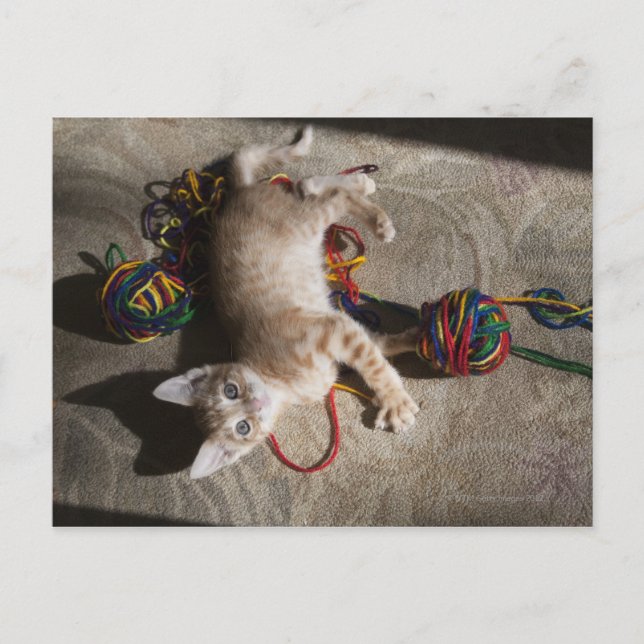 Carte Postale Kitten Jouer Avec Du Fil (Devant)