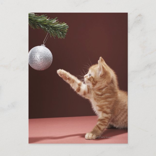 Carte Postale Kitten Jouer avec l'ornement (Devant)