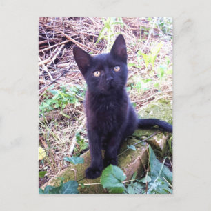 Carte Postale Kitten noir
