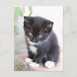 Carte Postale Kitten noir et blanc