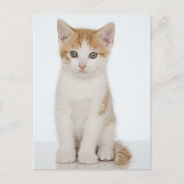 Carte Postale Kitten orange et blanc (Devant)