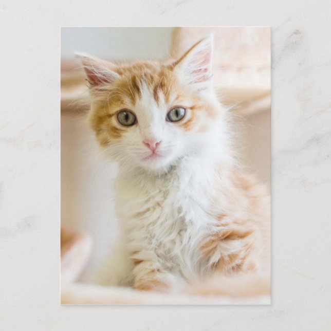 Carte Postale Kitten orange et blanc (Devant)