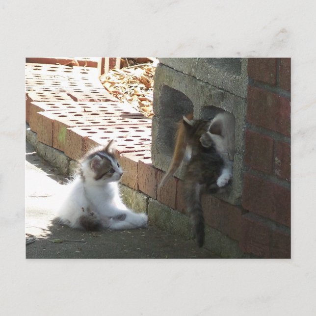 Carte postale Kittens 050 (Devant)