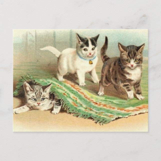 Carte Postale Kittens Cacher et rechercher (Devant)