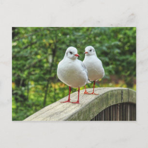Carte postale Kittiwakes à pattes rouges