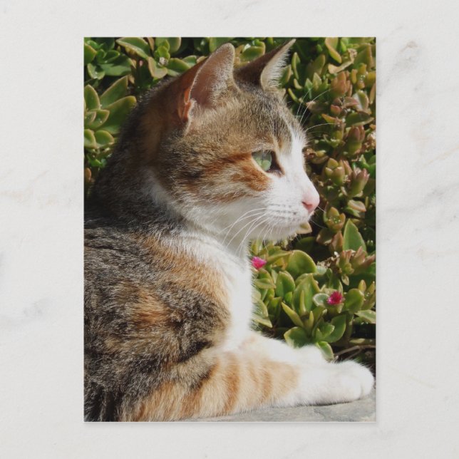 Carte postale Kitty (Devant)