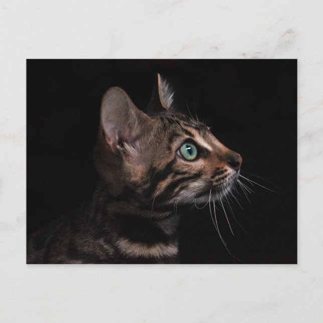 carte postale kitty cat (Devant)