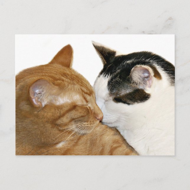 Carte Postale Kitty Love (Devant)