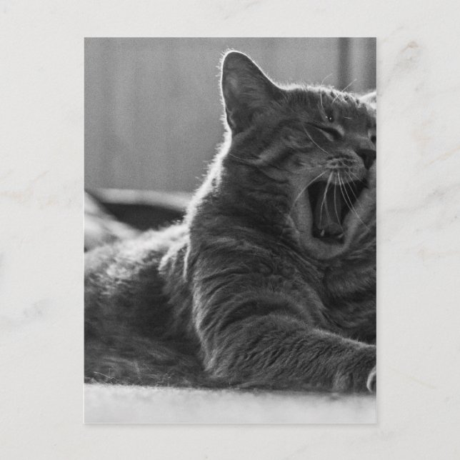 Carte Postale Kitty Yawning (Devant)