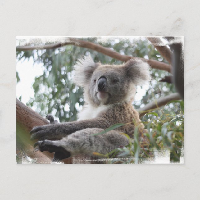 Carte postale Koala (Devant)