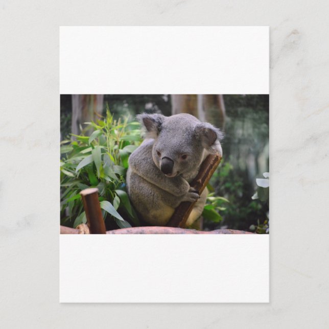 Carte Postale Koala (Devant)