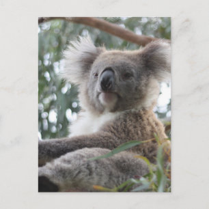 Carte postale Koala