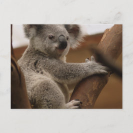 Carte Postale Koala
