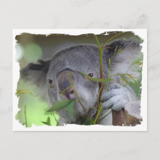 Carte postale Koala (Devant)