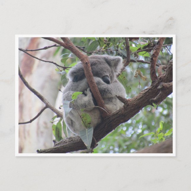 Carte Postale koala (Devant)