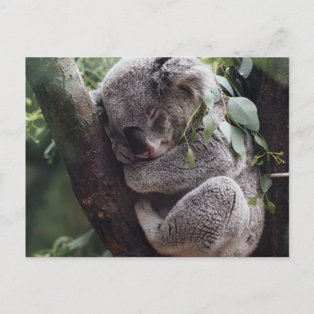 Carte Postale Koala (Devant)