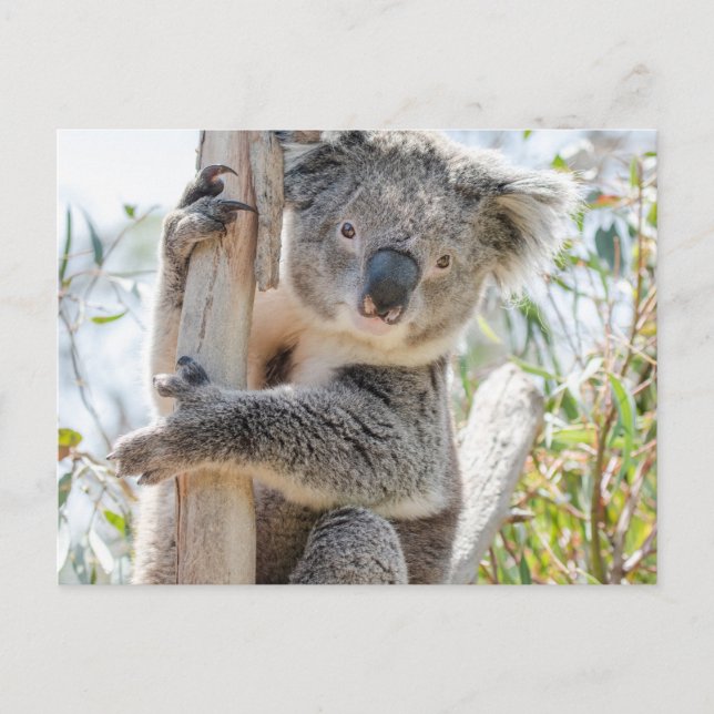 Carte Postale Koala (Devant)