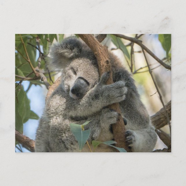 Carte Postale Koala (Devant)