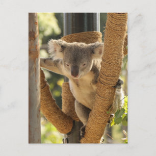 Carte Postale Koala