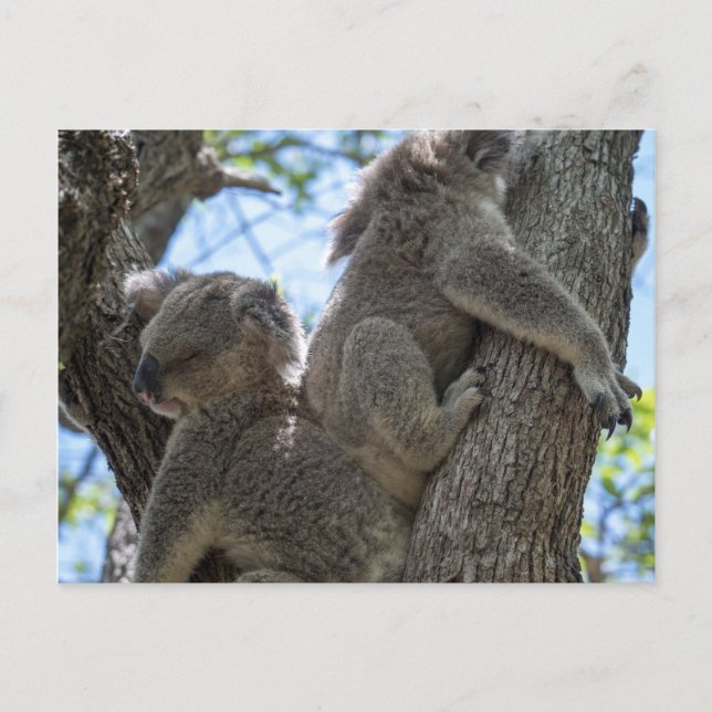 Carte Postale Koala (Devant)