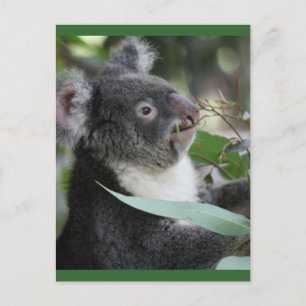 Carte Postale Koala