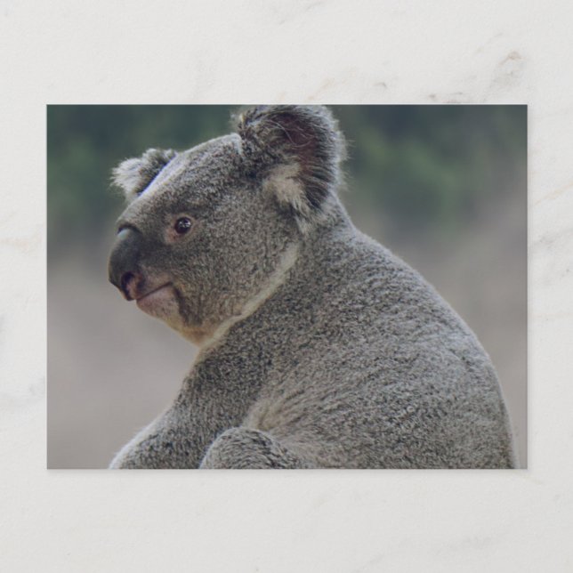 Carte Postale Koala (Devant)