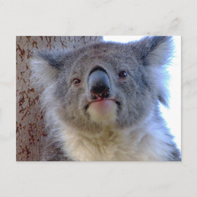 Carte Postale Koala (Devant)