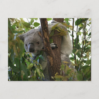 Carte Postale Koala
