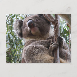 Carte Postale Koala