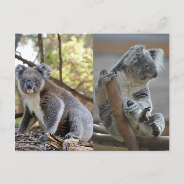 Carte Postale Koala (Devant)