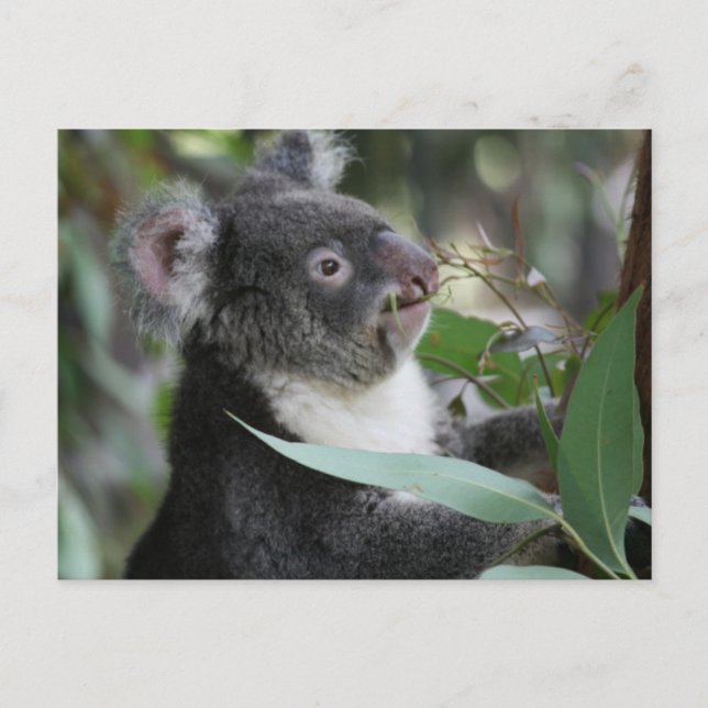 Carte Postale Koala (Devant)