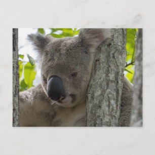 Carte Postale Koala