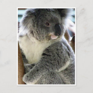 Carte Postale koala