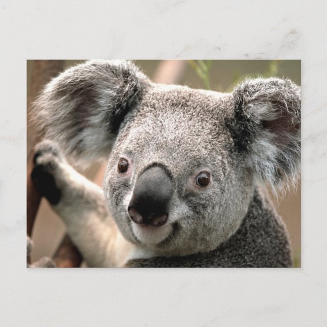 Carte postale Koala (Devant)