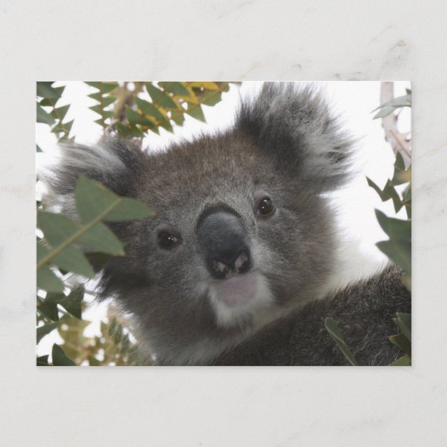 Carte Postale Koala (Devant)
