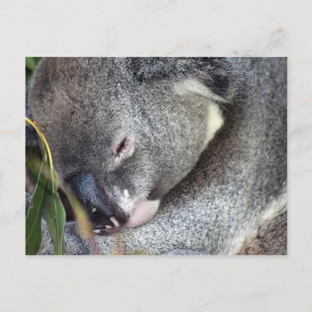 Carte Postale Koala (Devant)